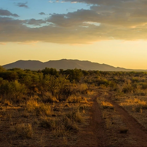 Zannier OmaandaWindhoek, Namibie - Des pistes serpentent à travers la savane de Zannier Reserve.