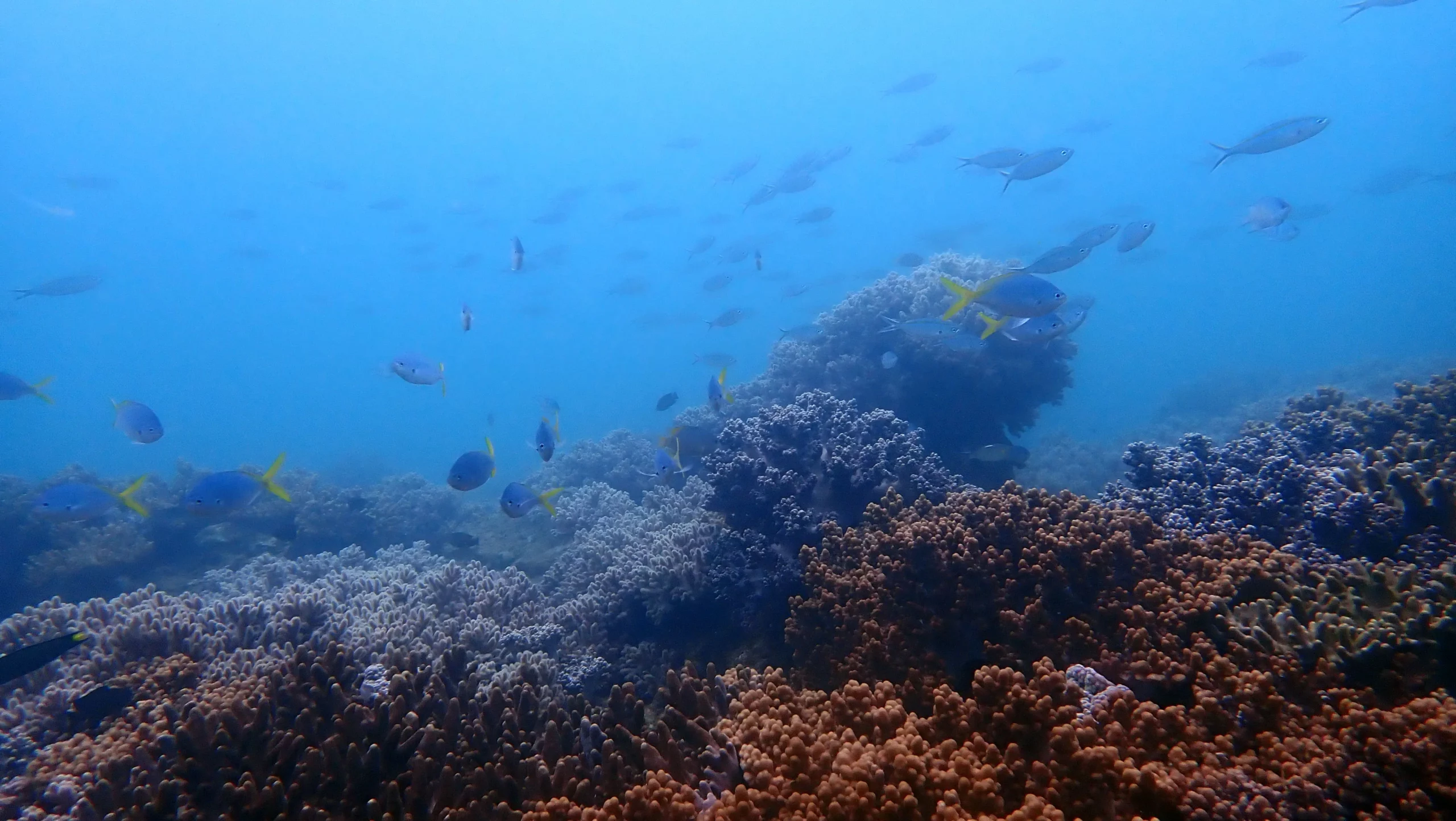 Zannier Bãi San Hô, Dak Lak, Vietnam - Vibrant coral reef with multiple species of marine life