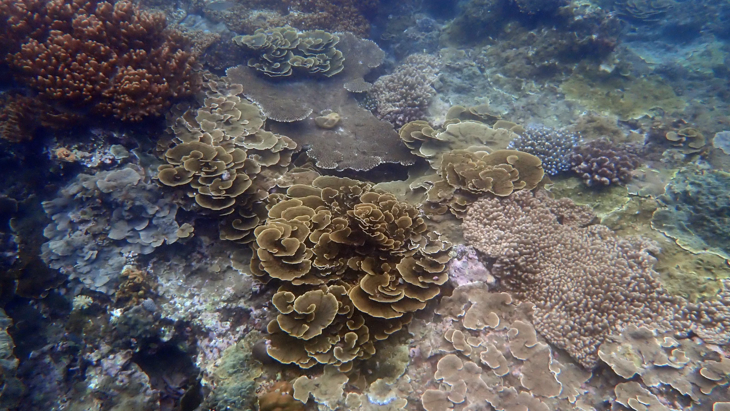 Zannier Bãi San Hô, Dak Lak, Vietnam - Live coral on the ocean bed