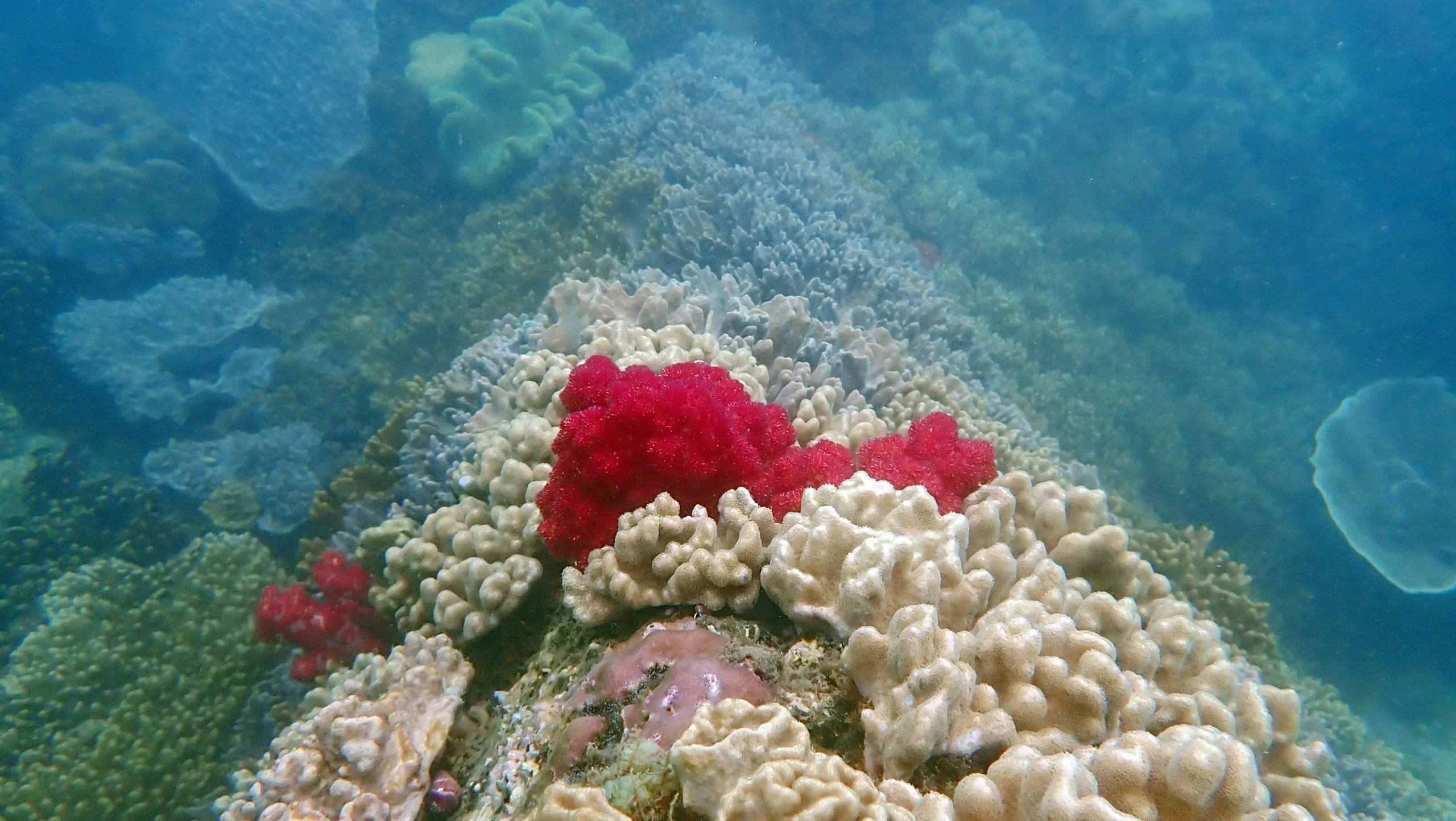 Zannier Bãi San Hô, Dak Lak, Vietnam - bright corals on the sea bed seen in clear waters