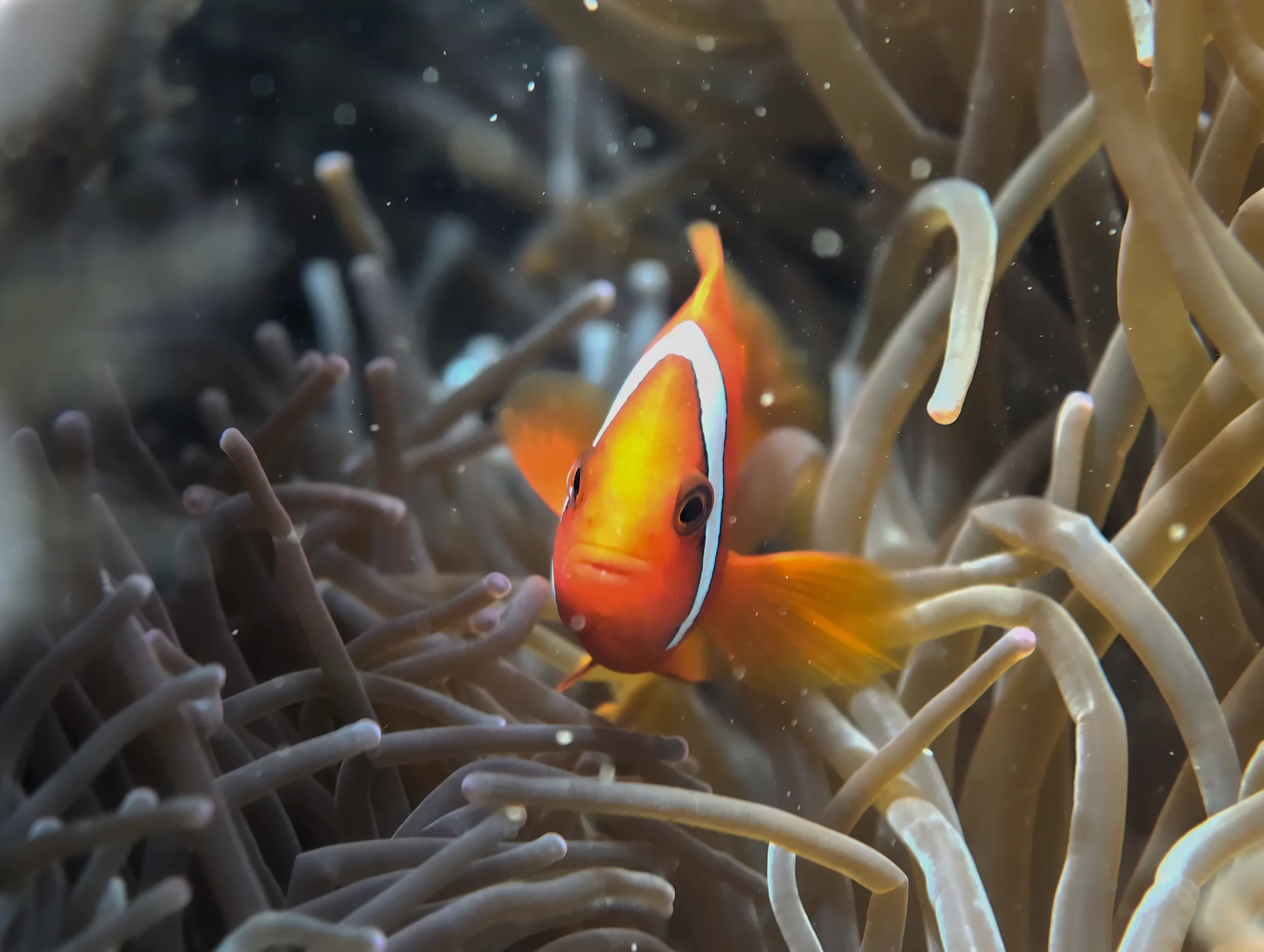 Zannier Bãi San Hô, Dak Lak, Vietnam – a clown fish peaking out of a sea anemone