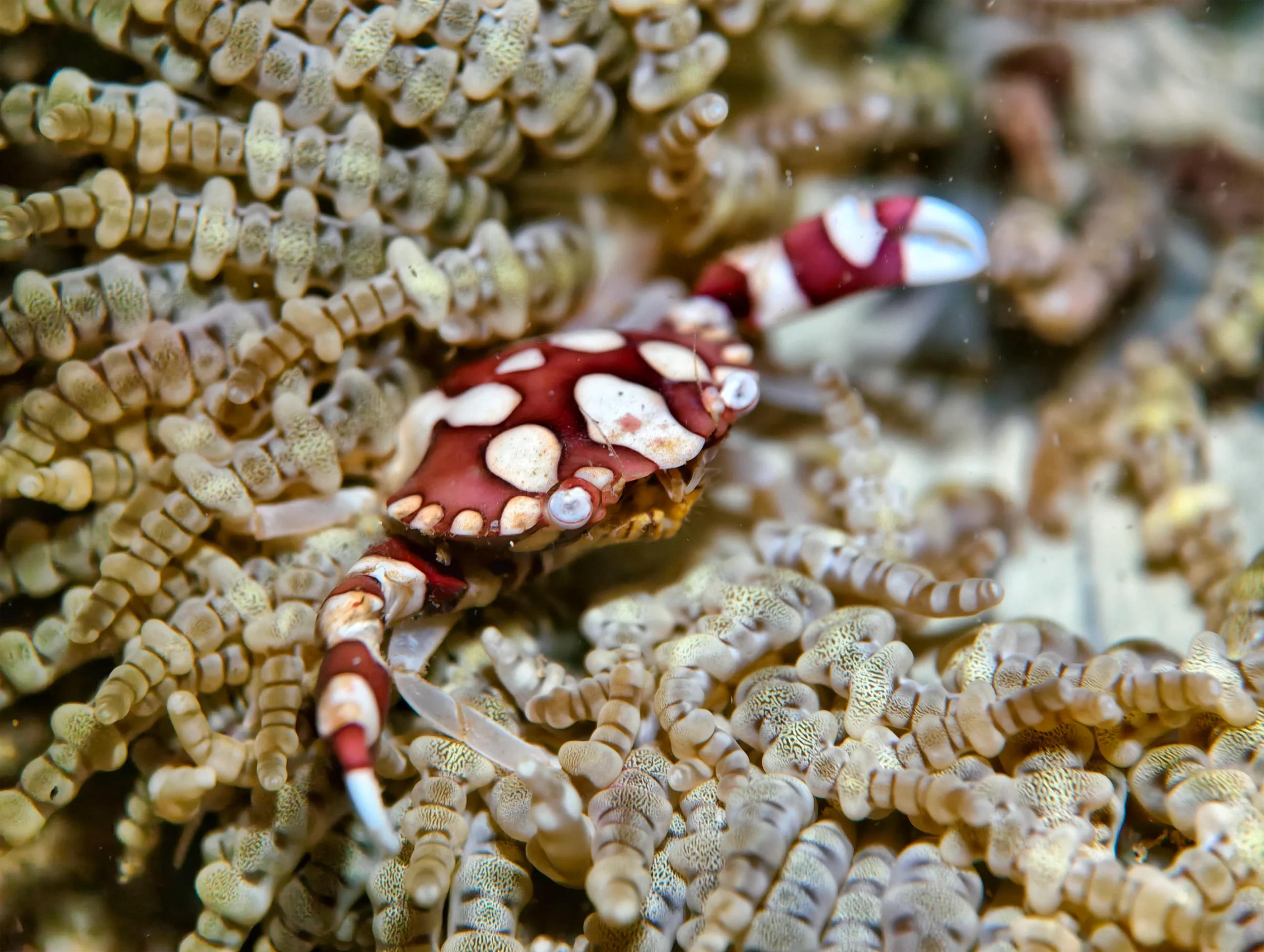 Zannier Bãi San Hô, Dak Lak, Vietnam – a cola bottle crab with a reddish-brown carapace