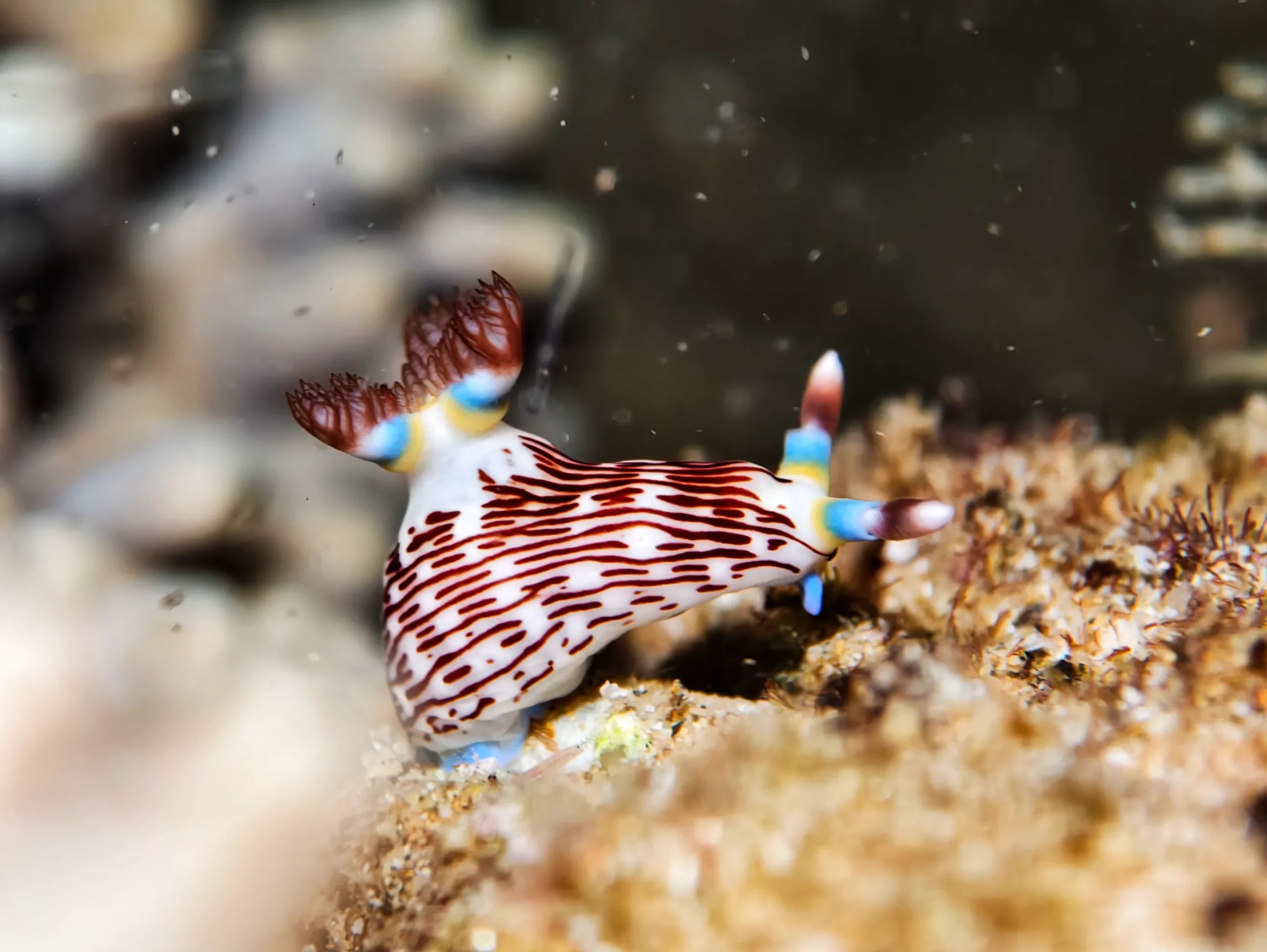 Zannier Bãi San Hô, Dak Lak, Vietnam – colorful, striped nudibranch on the seabed