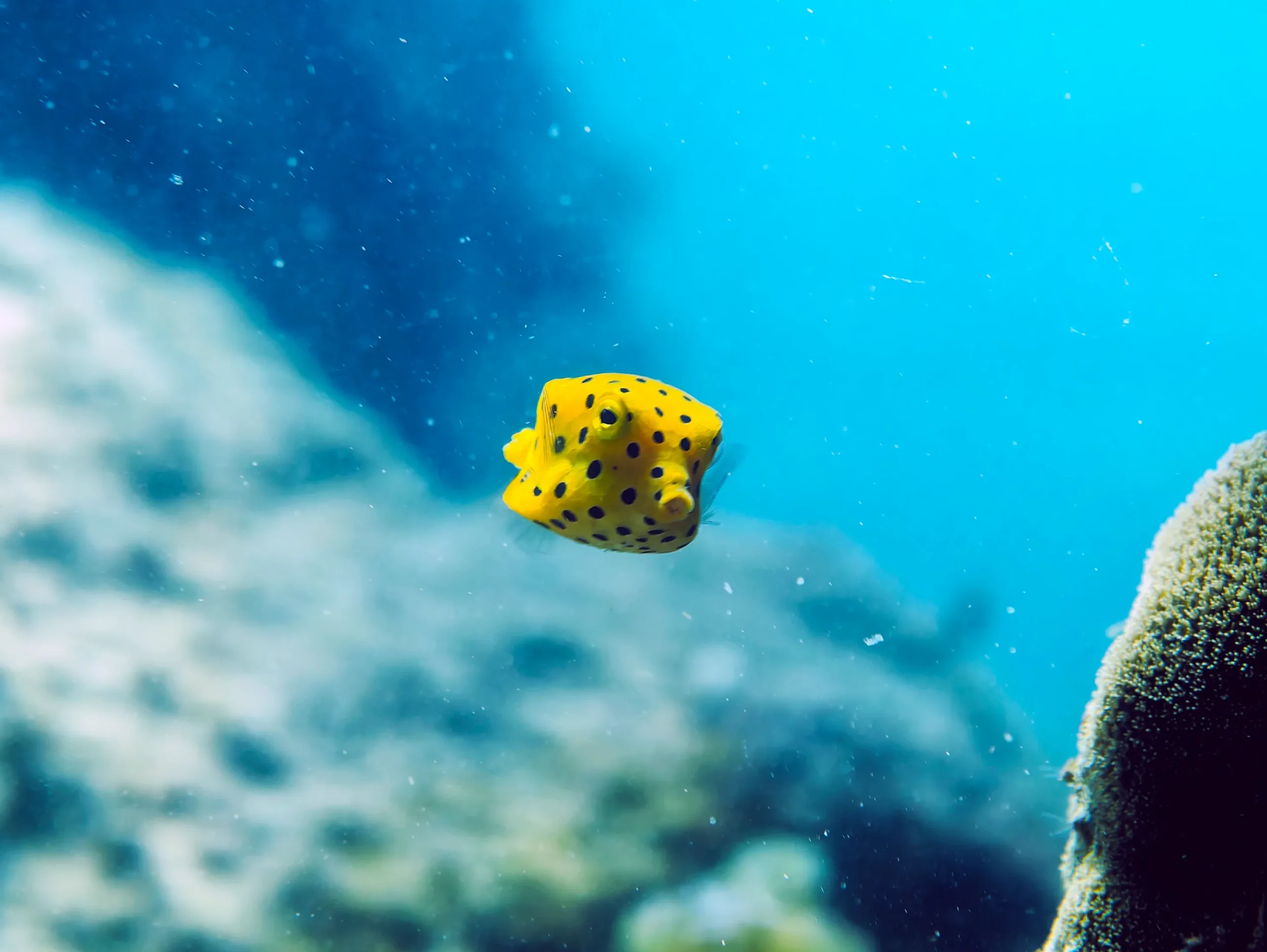 Zannier Bãi San Hô, Dak Lak, Vietnam – yellow and black polka dotted boxfish