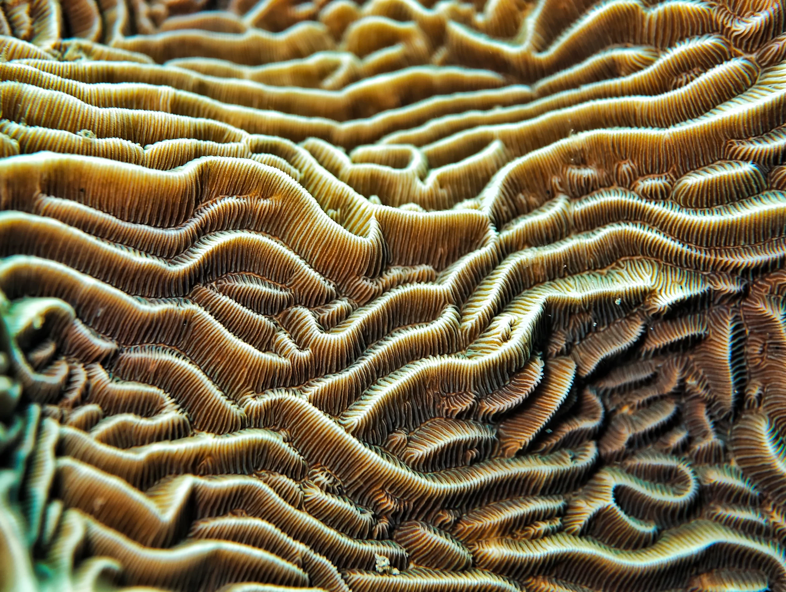 Zannier Bãi San Hô, Dak Lak, Vietnam – hard reef-building coral with intricate ridges