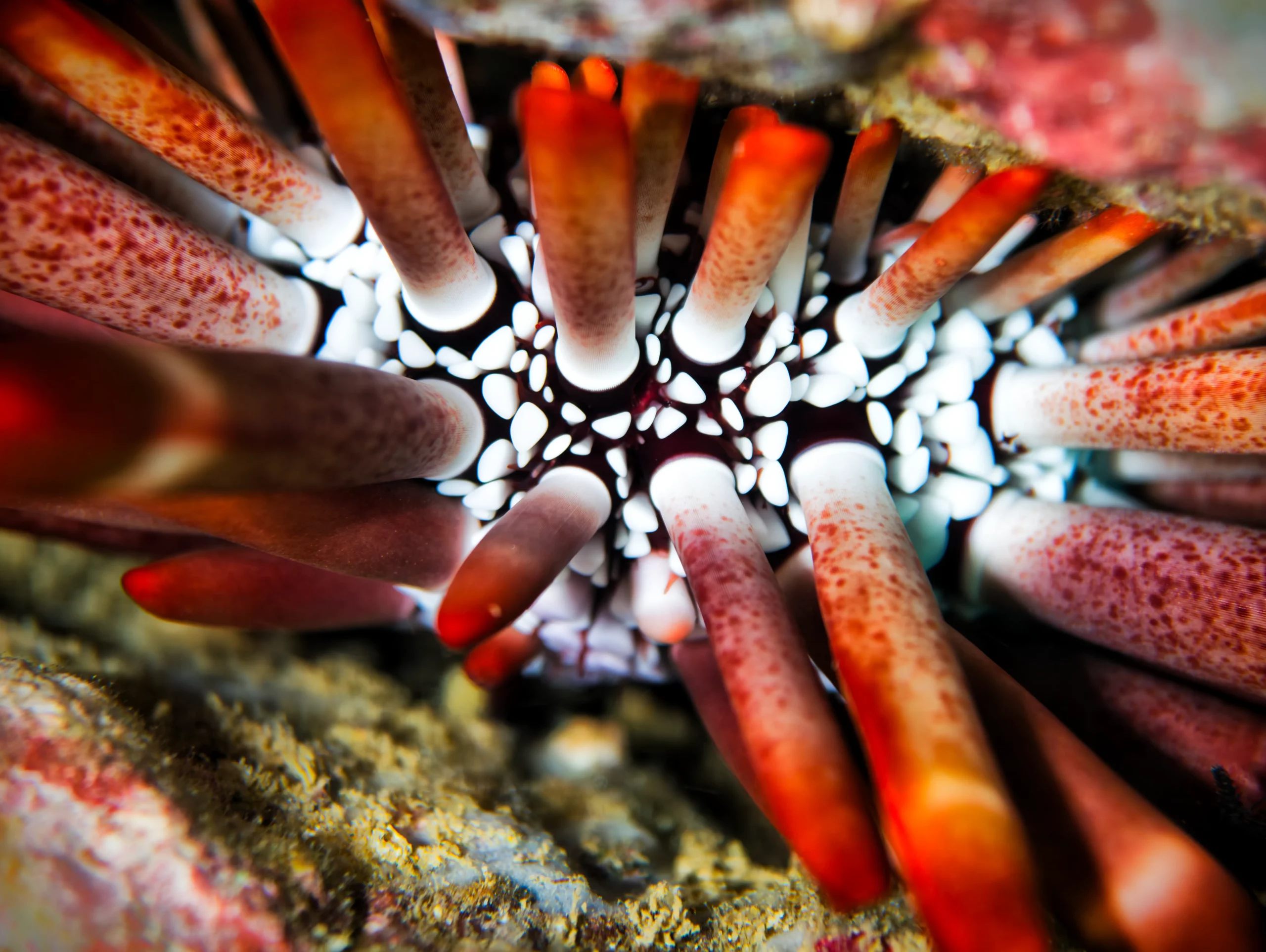 Zannier Bãi San Hô, Dak Lak, Vietnam – A fire urichin with reddish-orange spines
