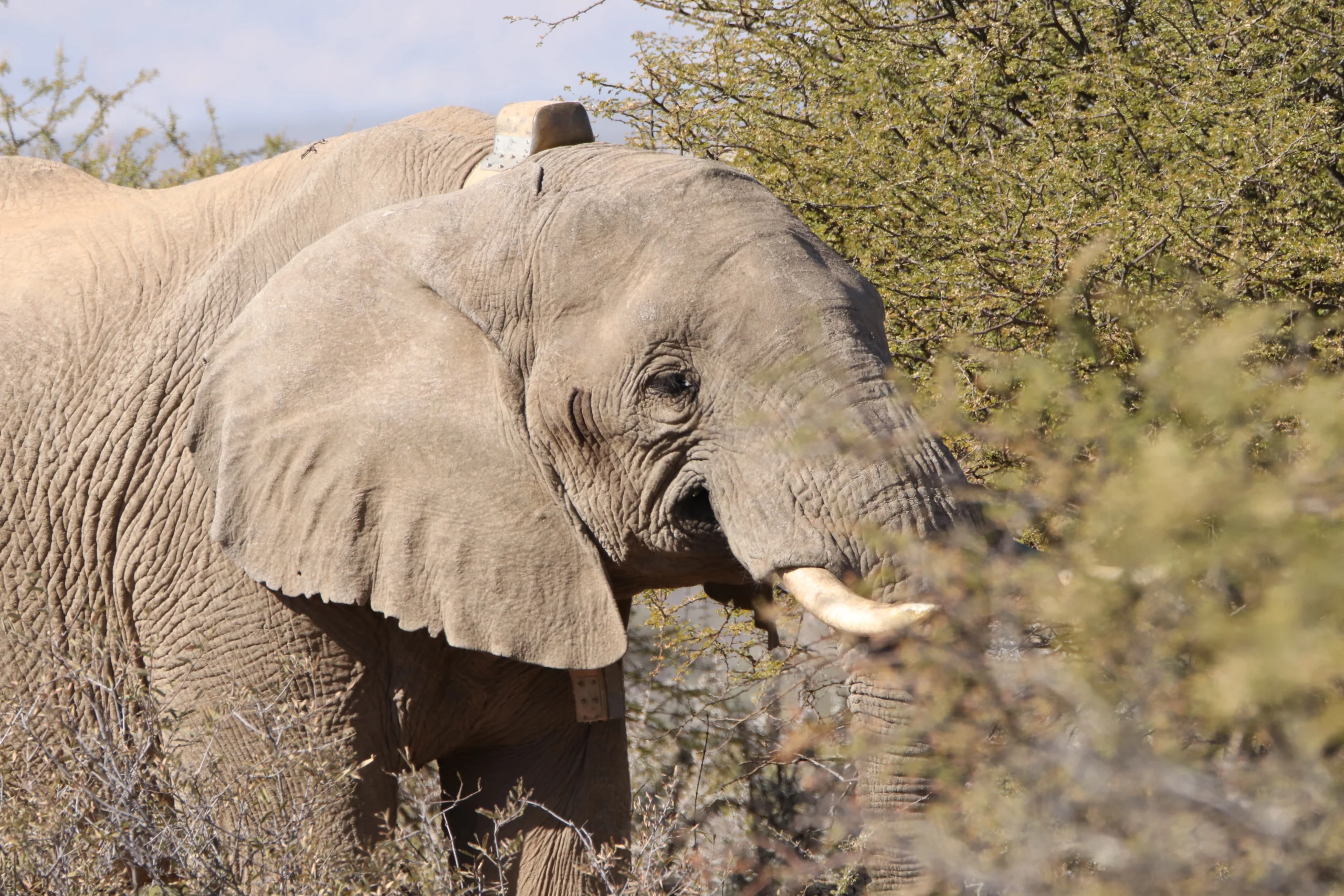 Zannier Omaanda, Windhoek, Namibia - Bull elephant that would have been killed relocated to the Zannier Reserve by Naankuse