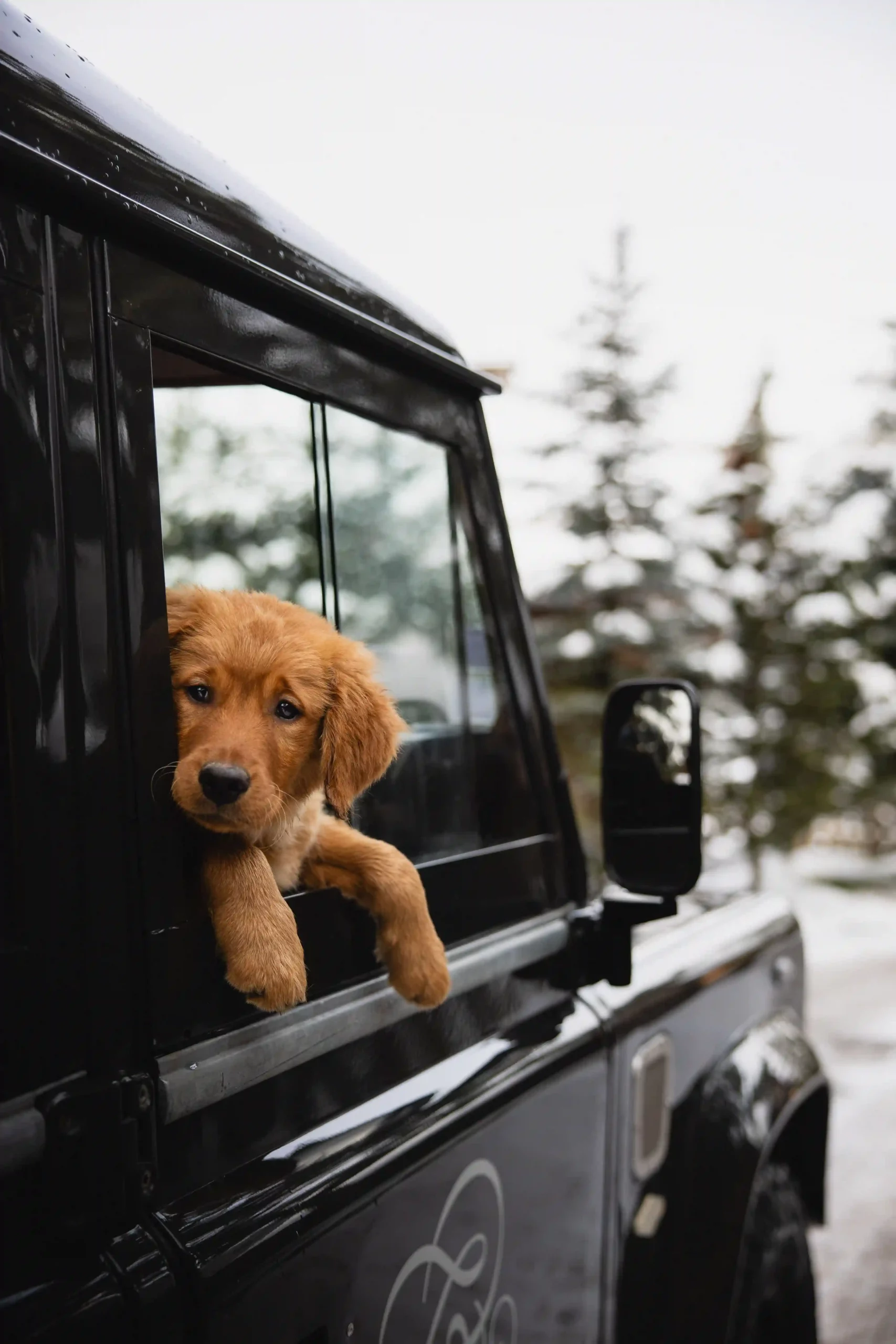 Zannier Le Chalet, Megève, France - Our alpine chalet is pet-friendly, welcoming well-behaved dogs and cats.