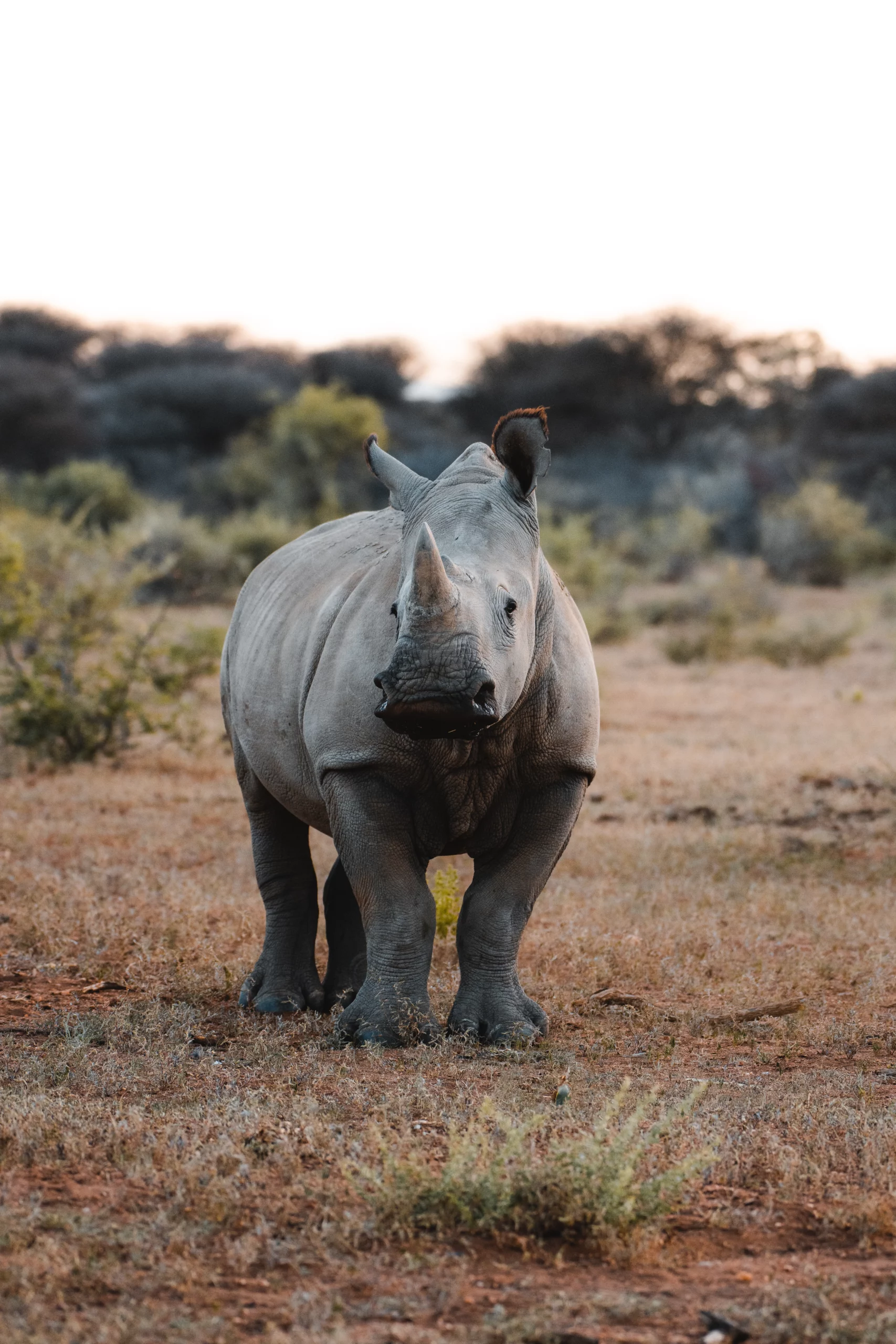 Zannier Omaanda, Windhoek, Namibia - Rhino roaming freely on the Zannier Reserve by Naankuse